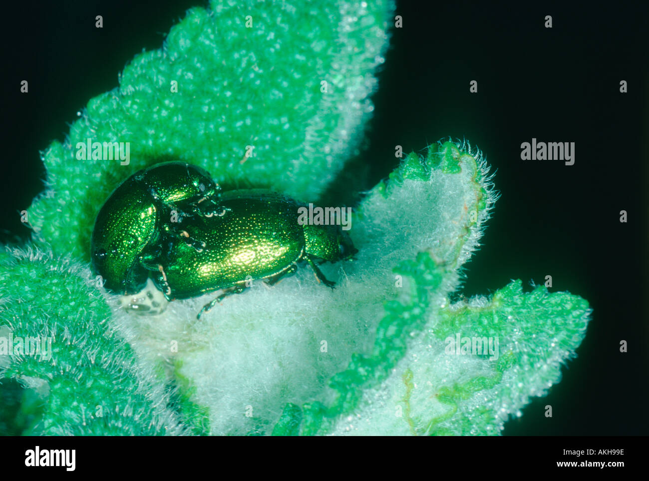 Minze-Blattkäfer (Chrysolina Menthastri) paar Paarung auf Minze (Mentha SP.) Stockfoto