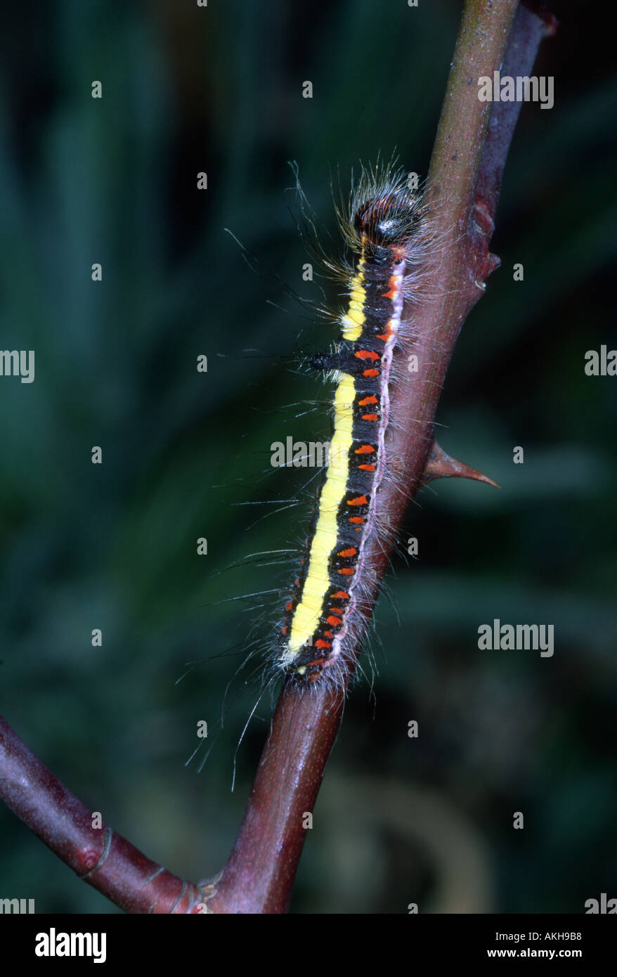 Grey Dolch Motte, Acronicta Psi. Caterpillar Stockfoto