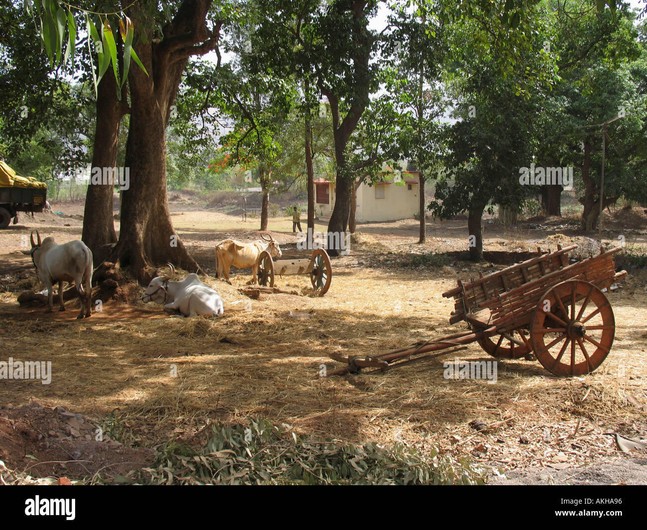 Haustiere und Ochsenkarren im ländlichen Indien Stockfoto