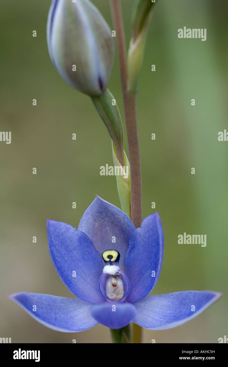 Duftende Orchidee Sun (Thelymitra Macrophylla) Nahaufnahme Blume, Mount Barker, Western Australia, Oktober Stockfoto