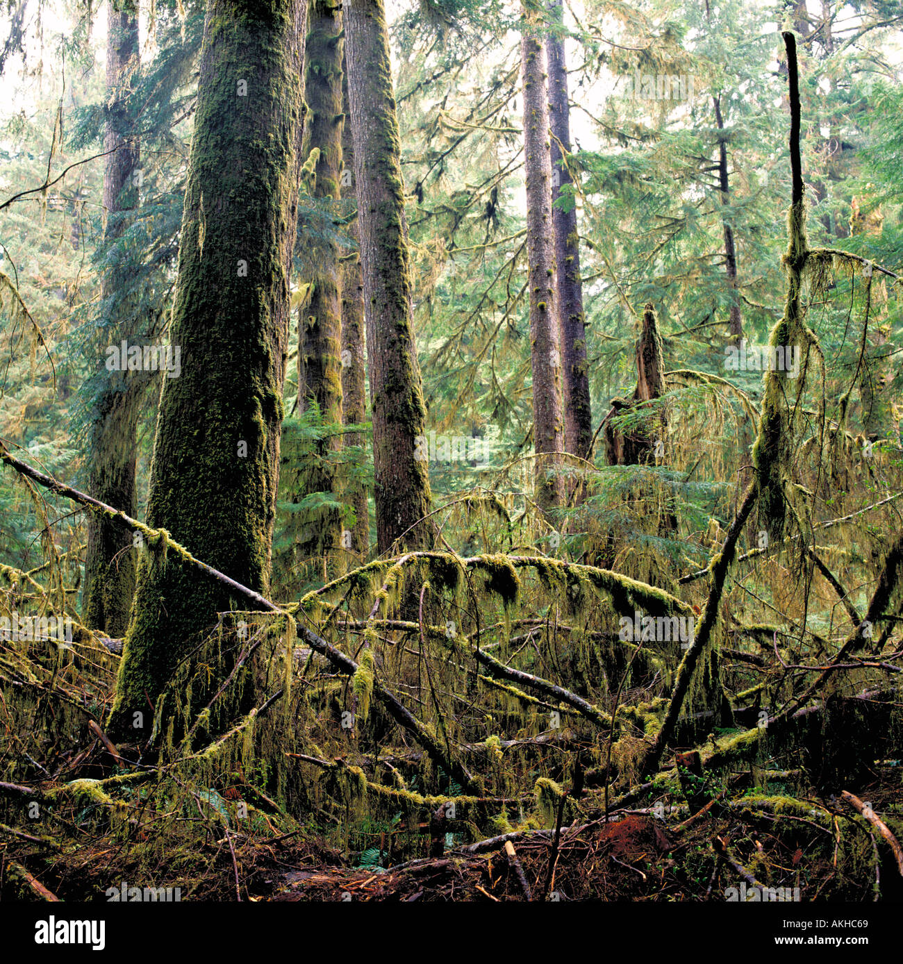 Wald und Unterholz in einem gemäßigten Regenwald im Carmanah Valley auf Vancouver Island in British Columbia Kanada Stockfoto