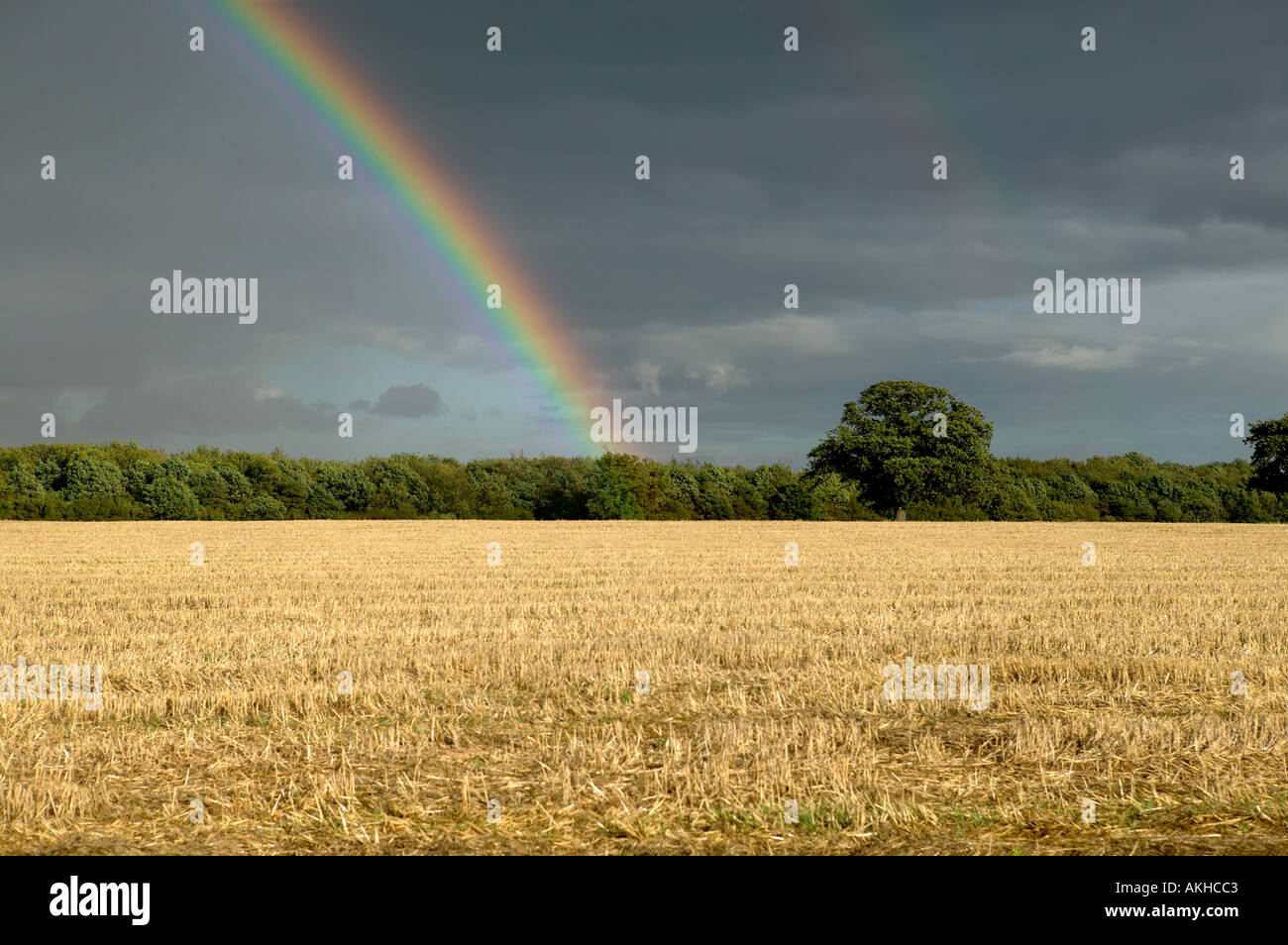 Regenbogen Regenbogen Stoppeln Feld Baumgrenze generische Ackerland ländlichen Landschaft East Anglia England Stockfoto