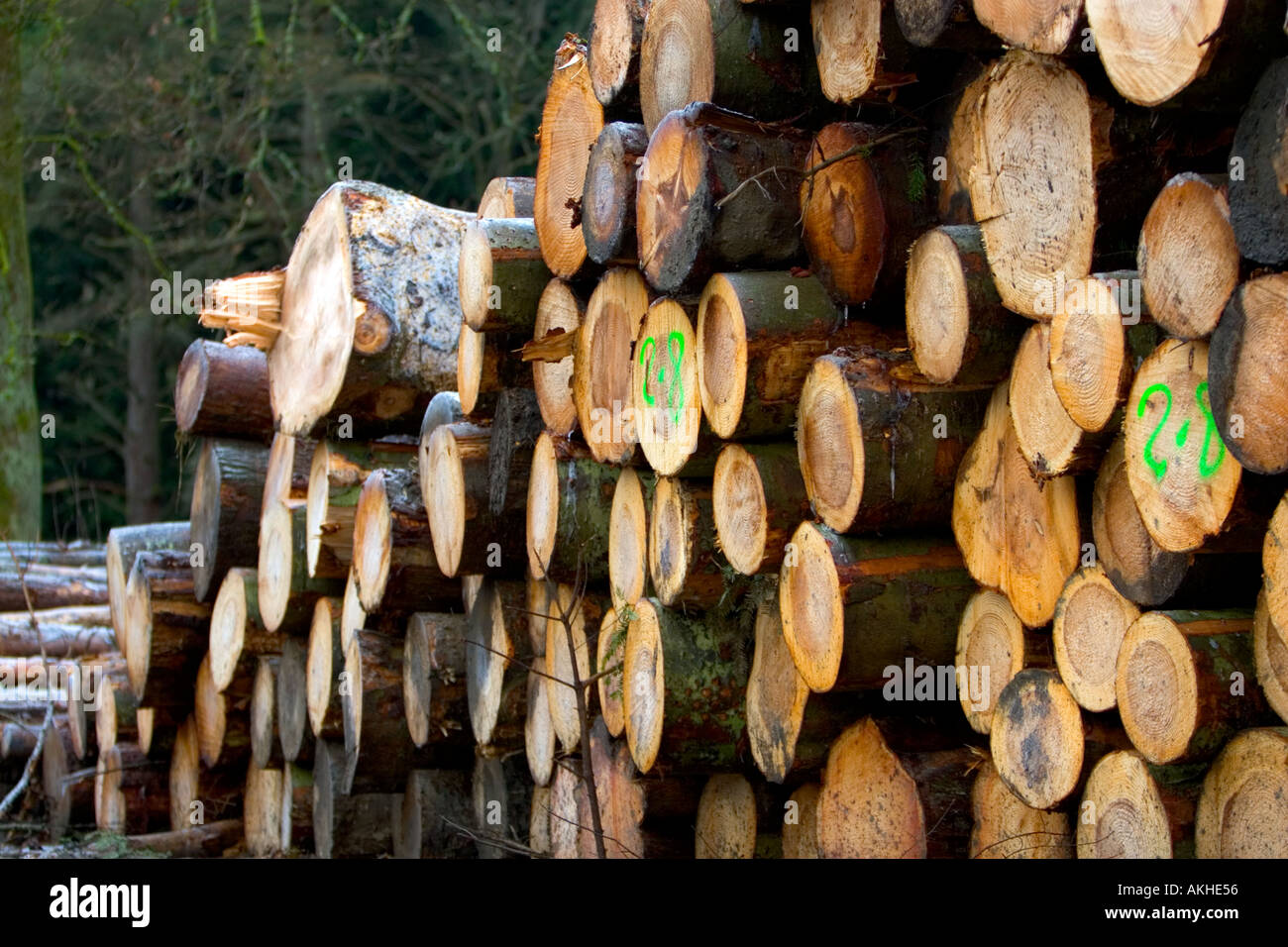 Gefälltes Holz, Nadelholz schräge Ansicht von Holzstapel im Wald in schottland großbritannien Stockfoto