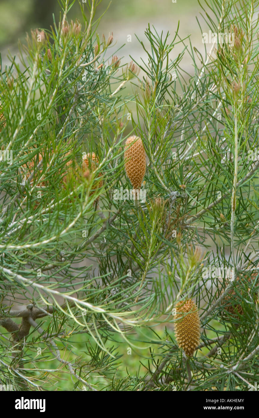 Fox Banksien (Banksia Telmatiaea) Busch mit den Blütenständen, kultivierten Pflanzen, Banksia Farm, Mount Barker, Western Australia, Okt Stockfoto