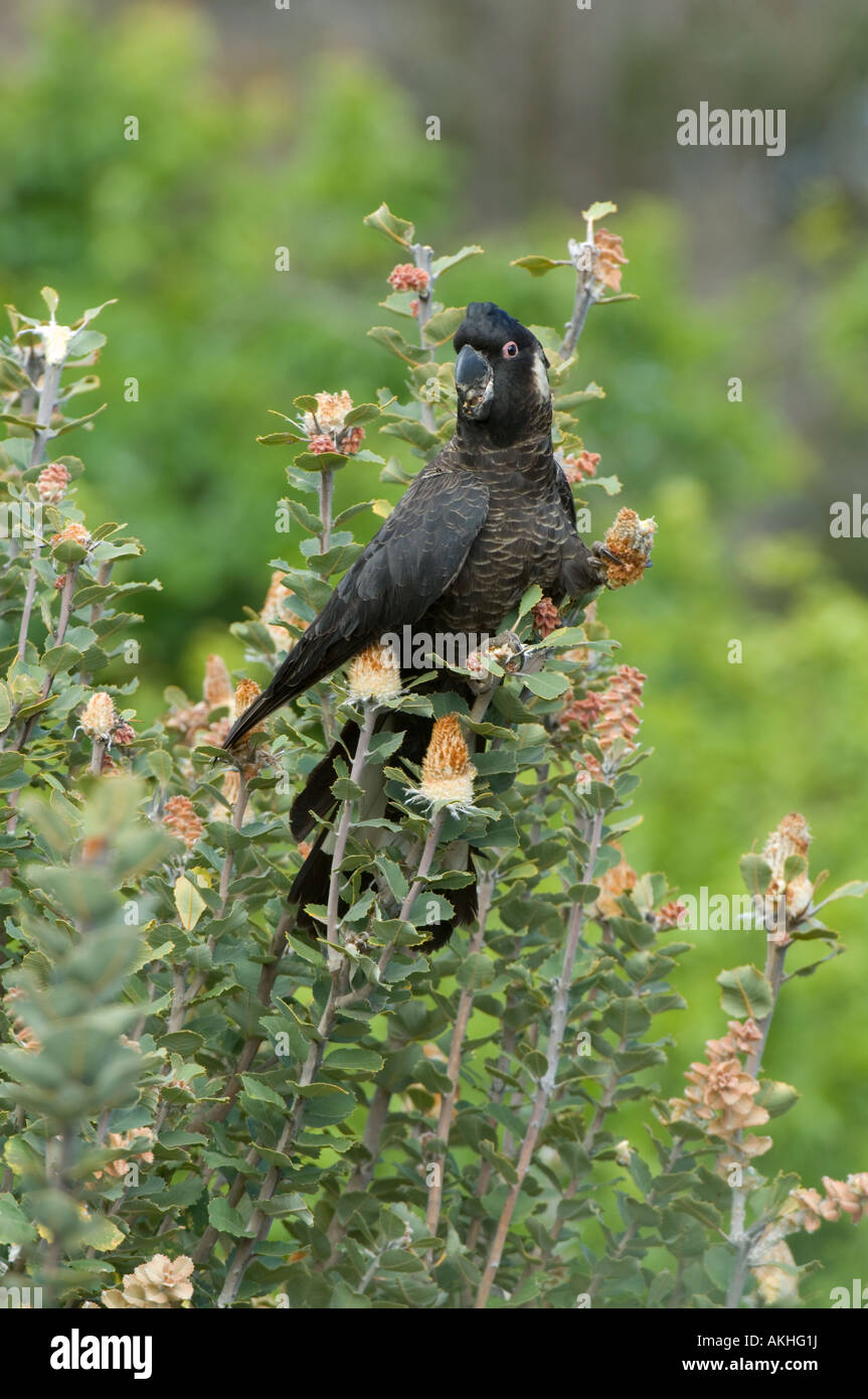 Slender-billed schwarz-Cockatoo (Calyptorhynchus Latirostris) Männchen, Fütterung auf Albany Banksia (B. Coccinea) Banksia Farm Stockfoto