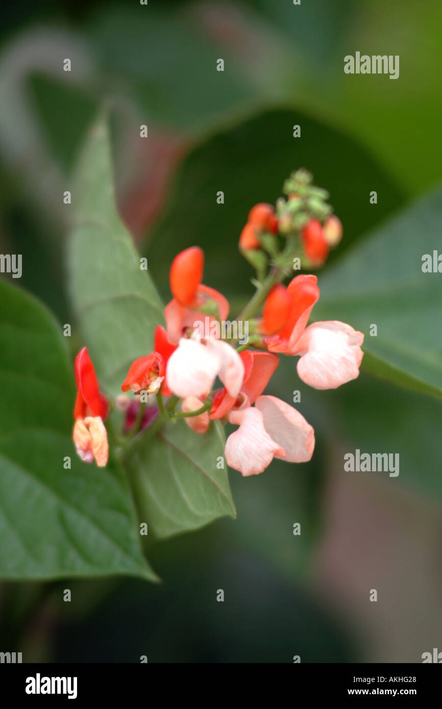 Distelfalter Runner Bean Blumen UK Stockfoto