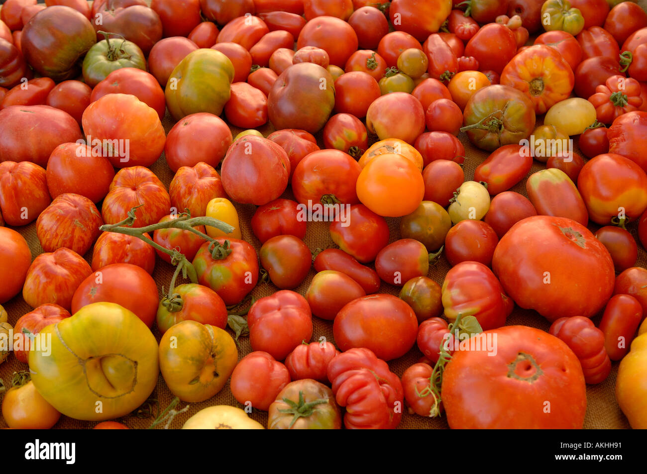 Tisch voll von verschiedenen Arten von Tomaten Stockfoto