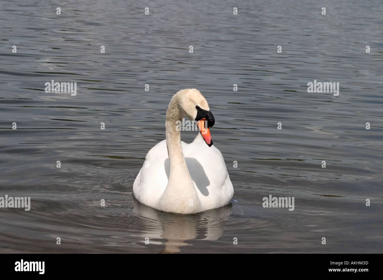 Einsame, weiße Schwan auf See schwimmen Stockfoto