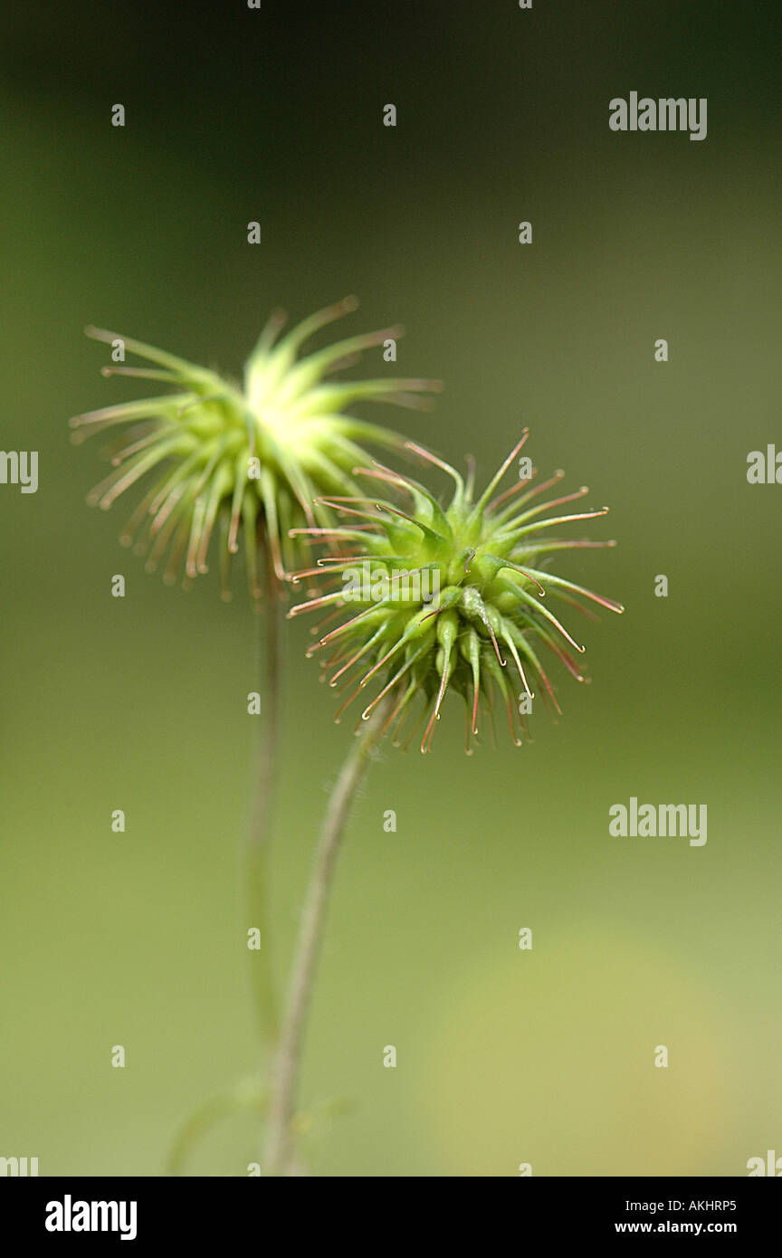 Geum Urbanum - Holz Avens, Herb Bennet Stockfoto