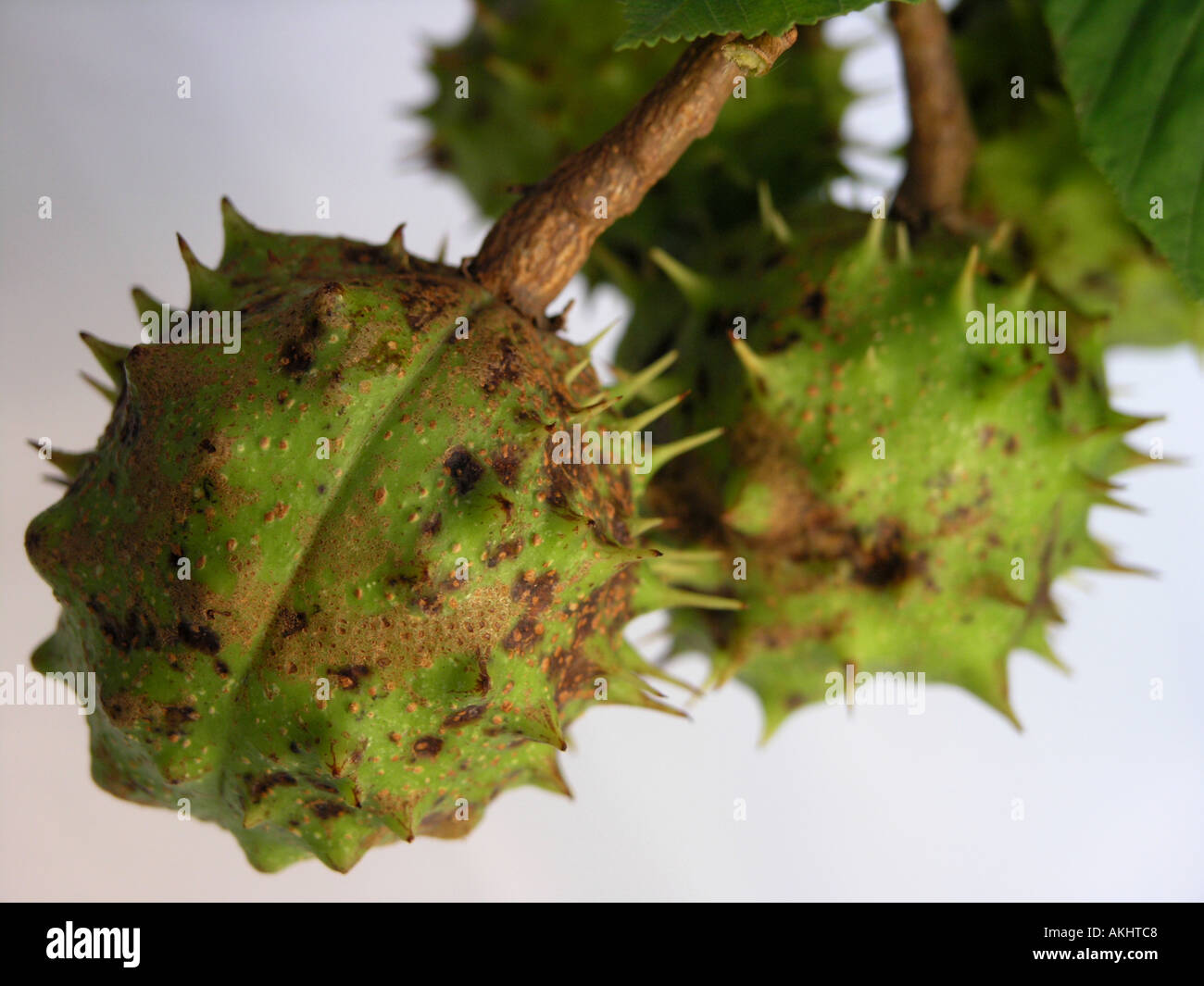 Rosskastanie Conkers in grün ungeöffnet Fällen Stockfoto