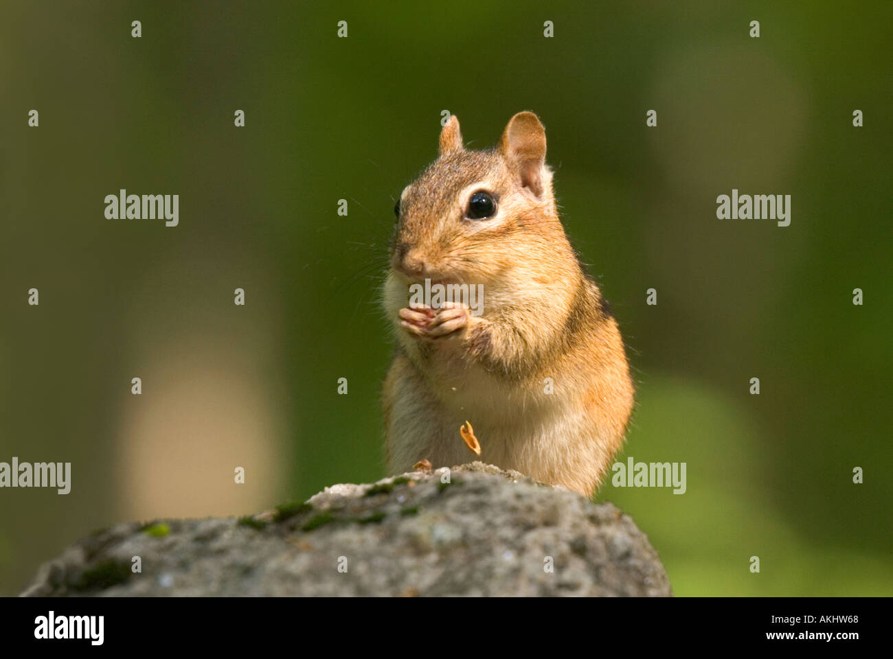 Eine östliche Chipmunk, eine kleine Wohnung Grundeichhörnchen, holding und Essen eine Nuss Stockfoto