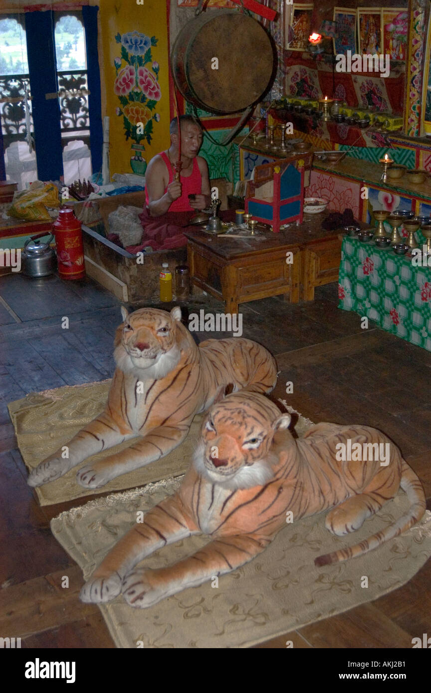 Gefüllte Tiger Mönch beten in einem tibetischen Kloster in Dabpa County Kham Sichuan Provinz China Tibet Stockfoto