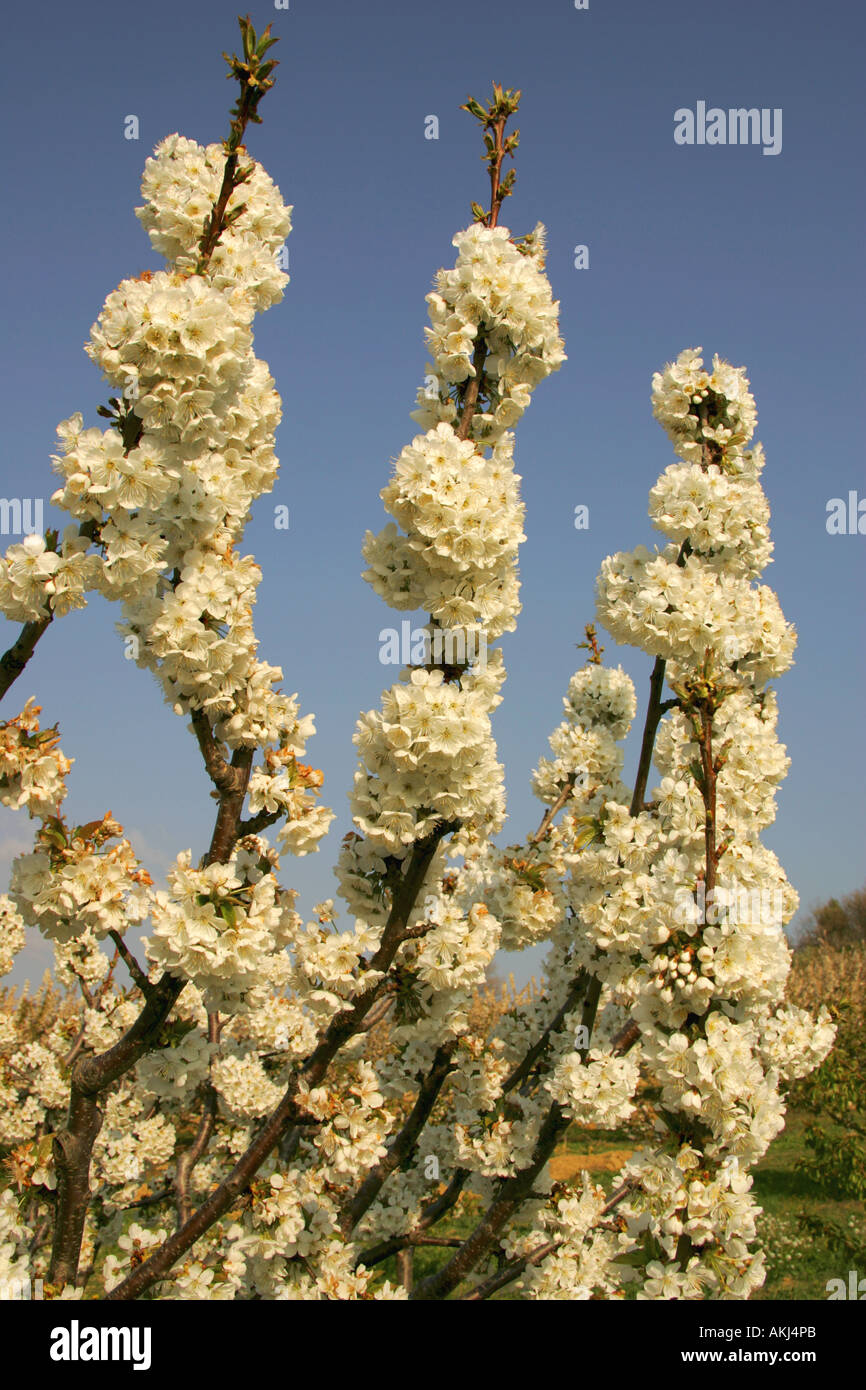 Kirschbäume im Blüten Stockfoto