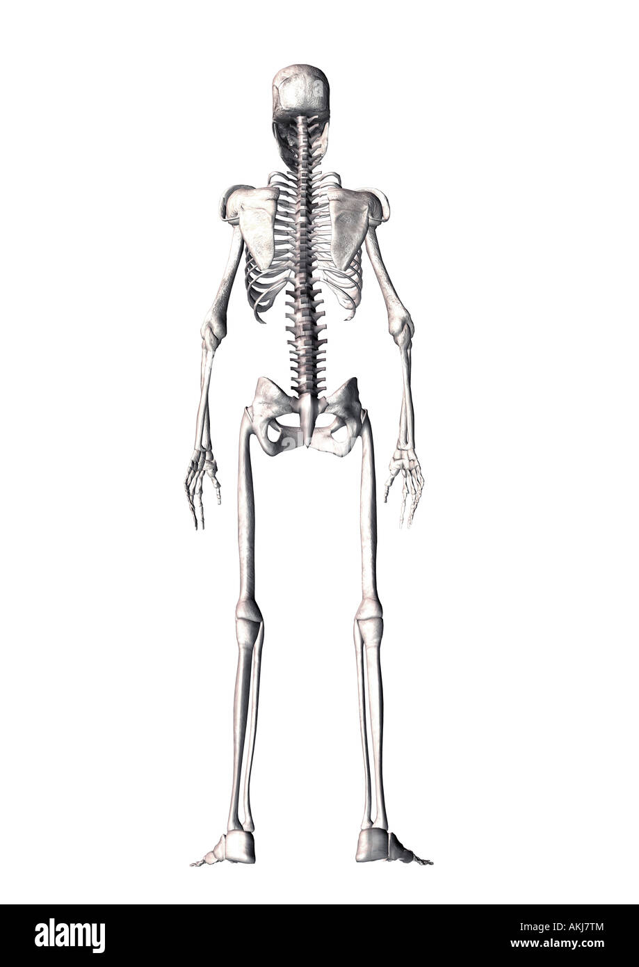 Skelett Skelett Stockfoto