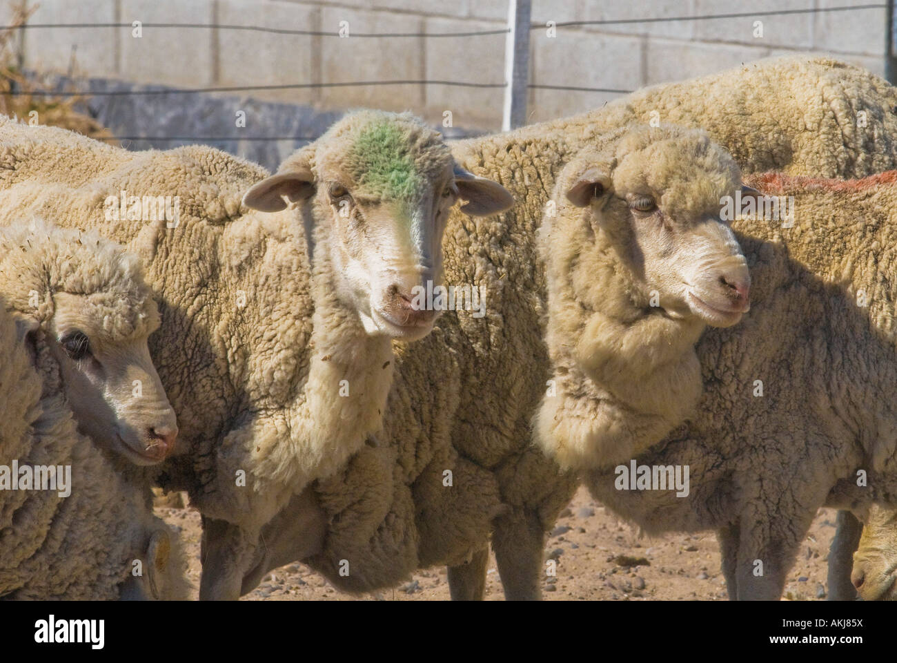 Schafe in Puerto Madryn, Argentinien Stockfoto