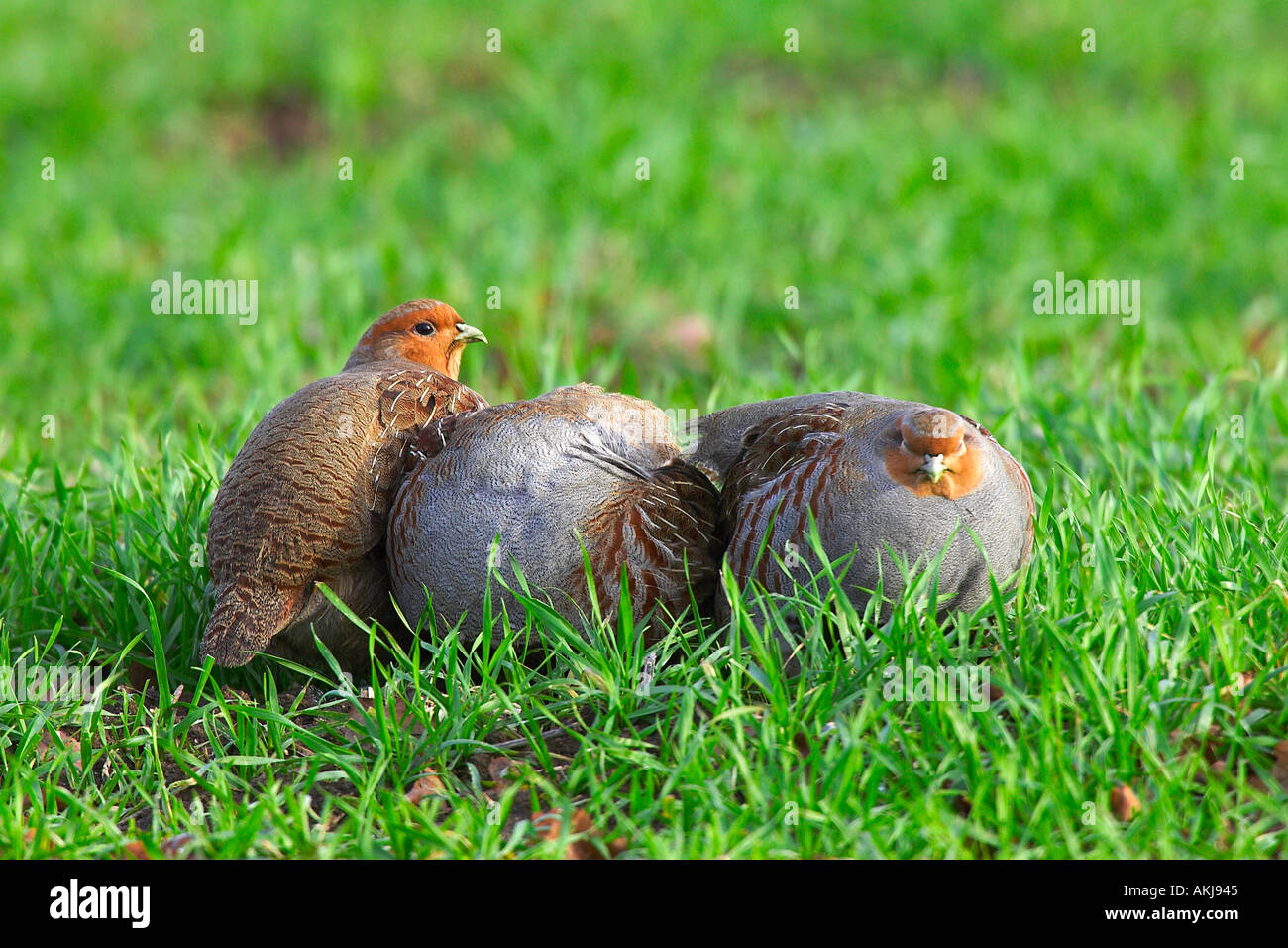 Drei grau Rebhühnern Perdix Perdix Verlegung zusammen in Weizen Feld Ashwell bedfordshire Stockfoto