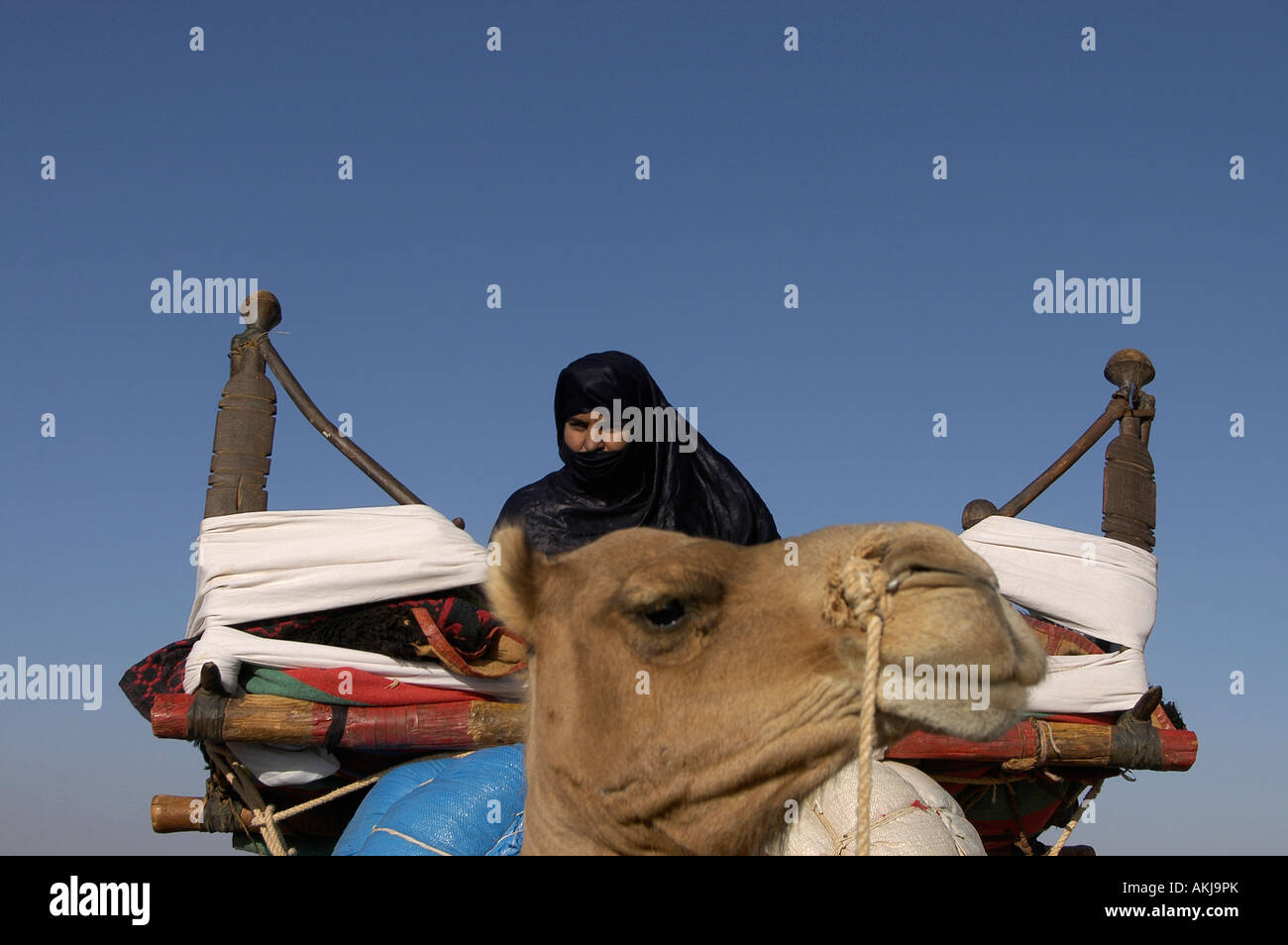 Frau einen Kamelritt in den saharauischen Flüchtlingslager Dajla Westsahara Algerien. Stockfoto
