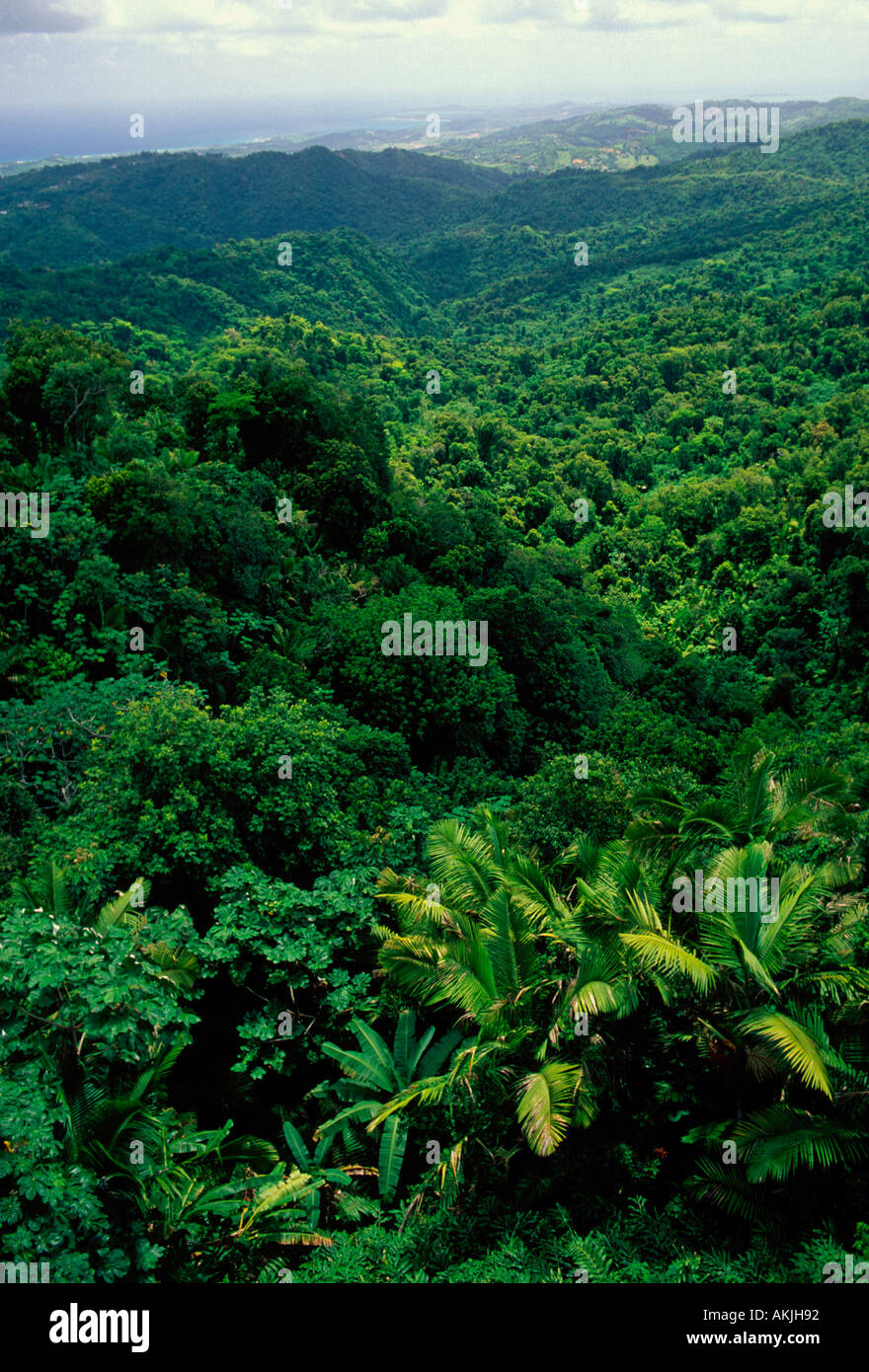 El Yunque National Forest Reserve, Caribbean National Forest, Vereinigte Staaten Nationalpark-Service, Puerto Rico Stockfoto