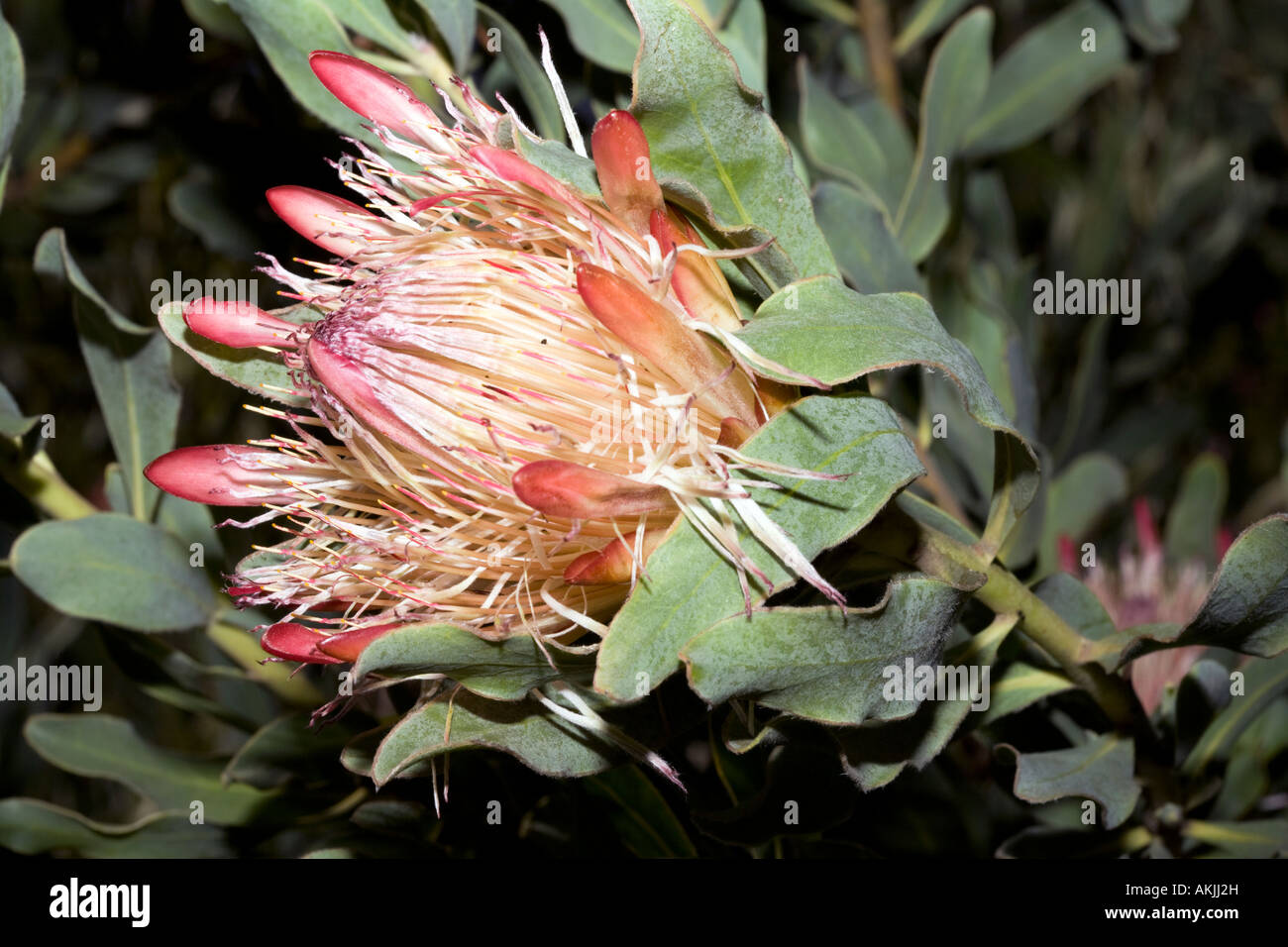 Oleander-leaved Protea / lange Sugarbush - leaved Protea Neriifolia-Familie Proteaceae, Gruppe wahr Sugarbushes Stockfoto