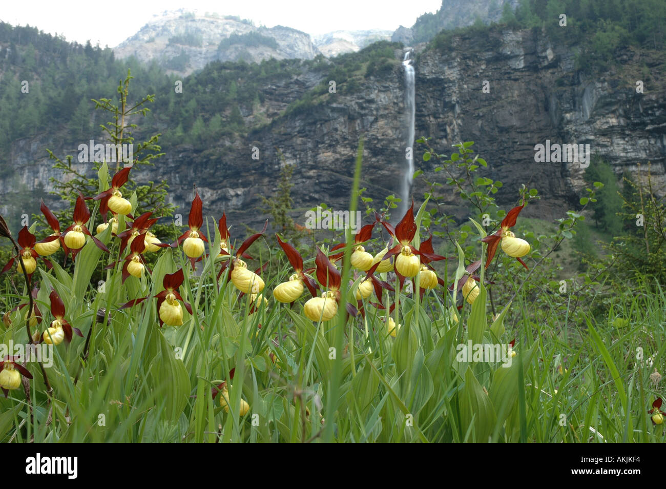 Lady Slipper Blume Schweizer Alpen der Schweiz Stockfoto