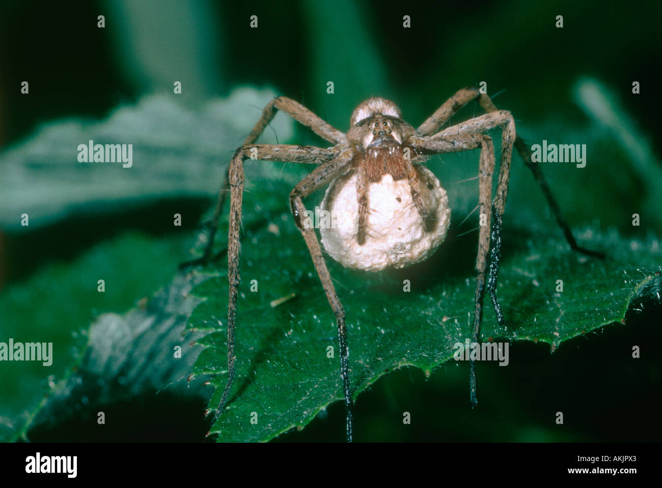 Baumschule Web Spider, Pisaura Mirabilis. Weibchen mit Ei sac Stockfoto