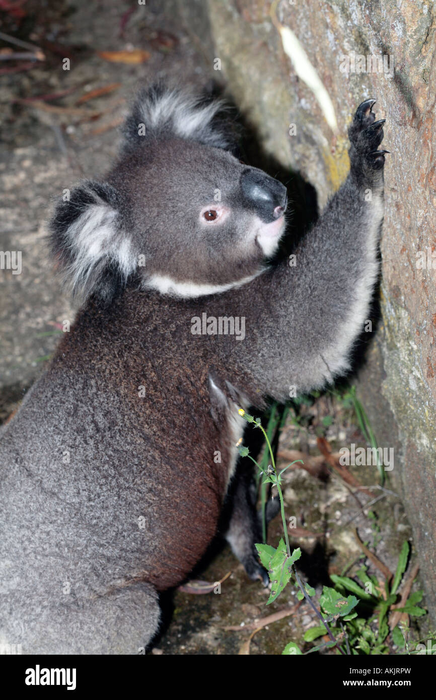 Koala Essen Flechten auf Wand - Phasolarctos cinereus Stockfoto