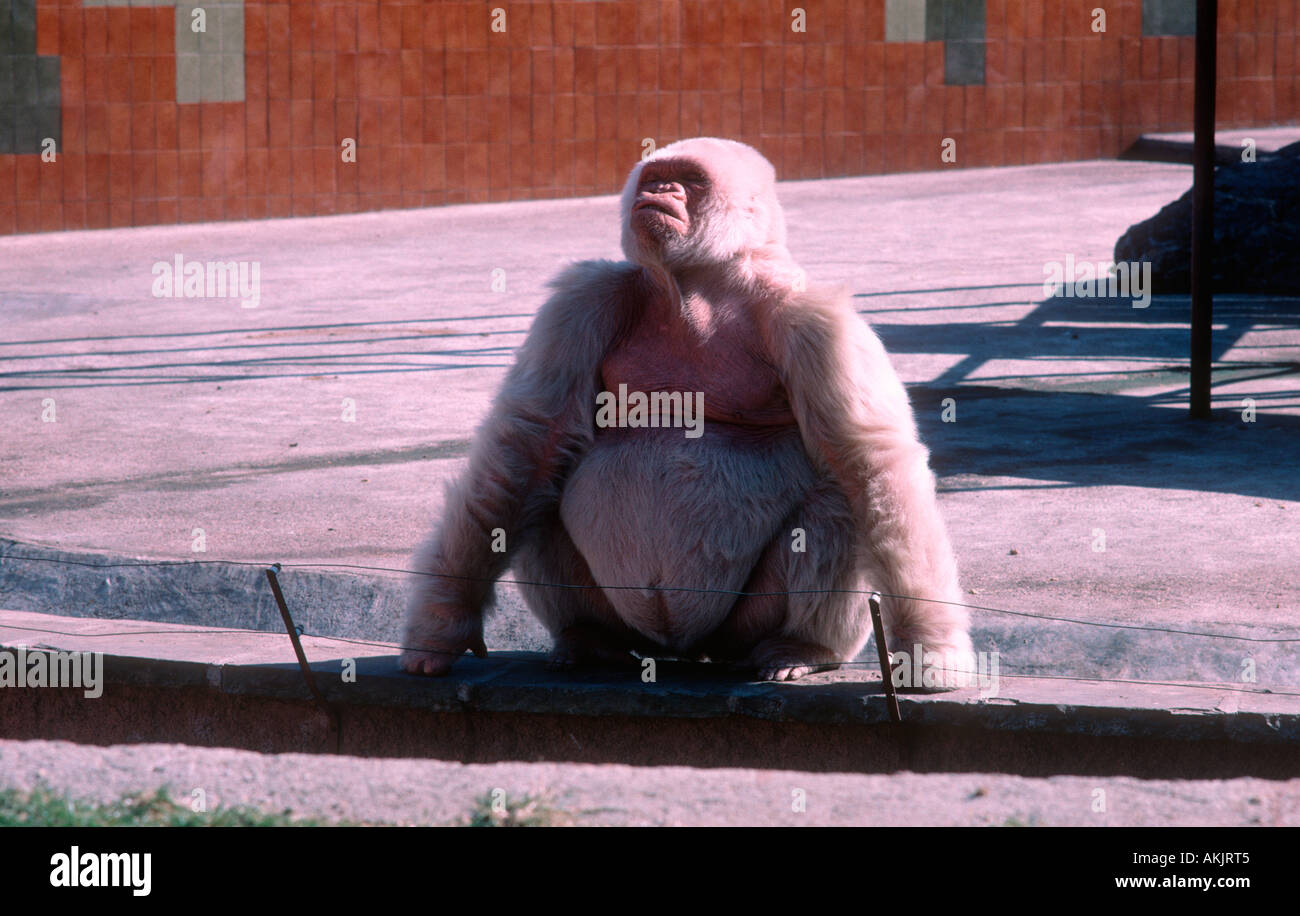 Schneeflocke, White Tiefland-Gorilla im Zoo von Barcelona starb im Jahr 2003 Stockfoto