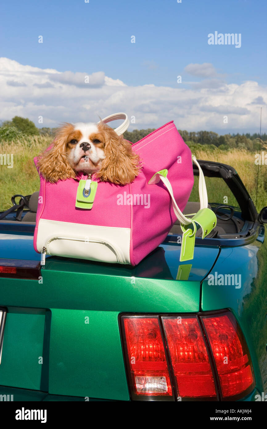 Hund in Tasche oben auf Auto im Feld Stockfoto