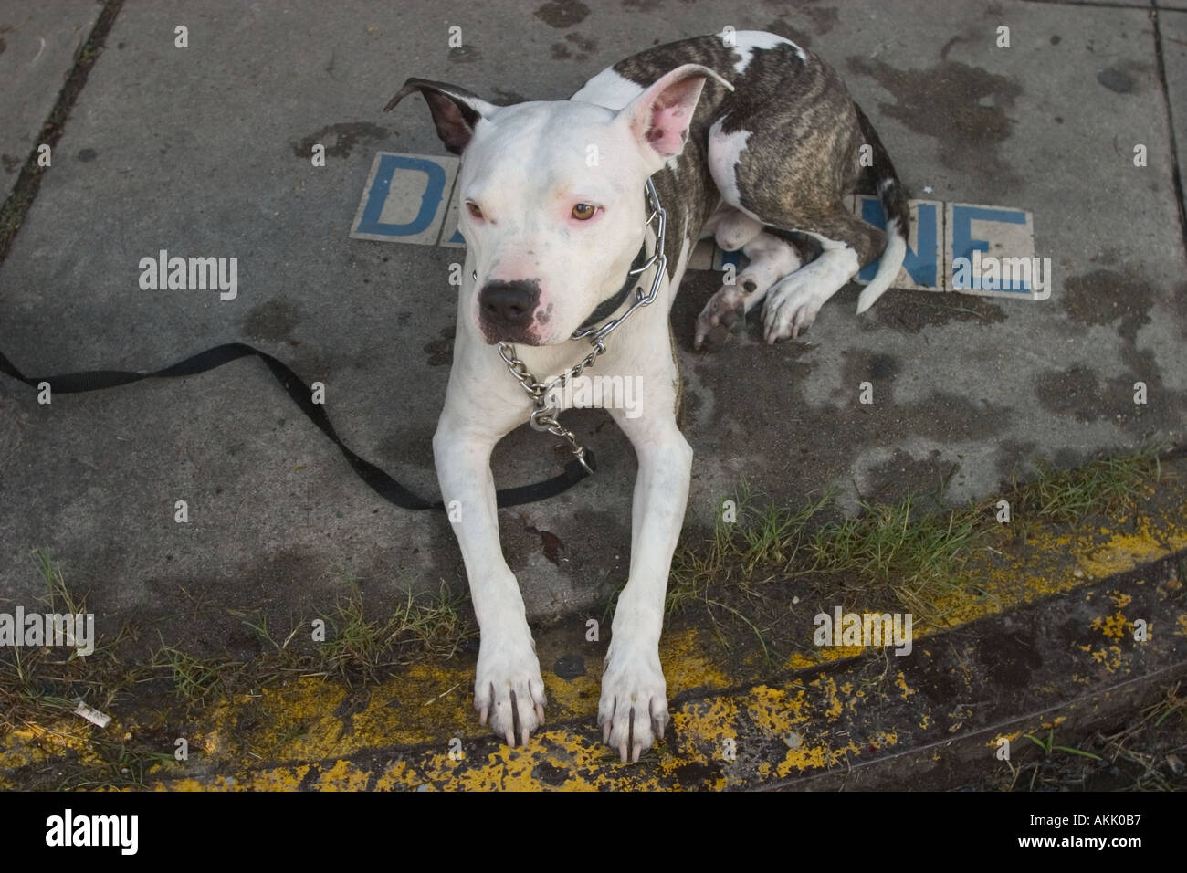 Hund auf Dauphine Street New Orleans Louisiana Stockfoto