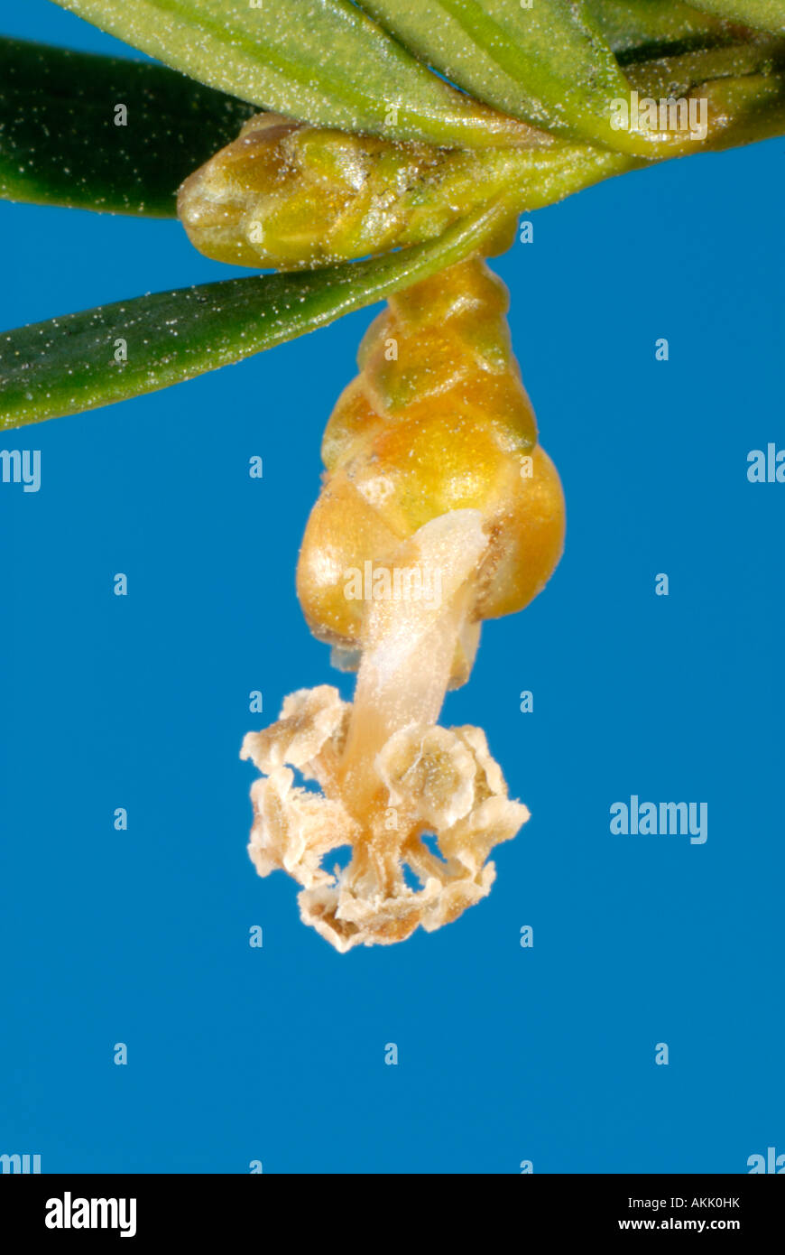 Eiben, englische Eibe (Taxus Baccata), Zweig mit männlichen und weiblichen Blüte, Studio Bild Stockfoto
