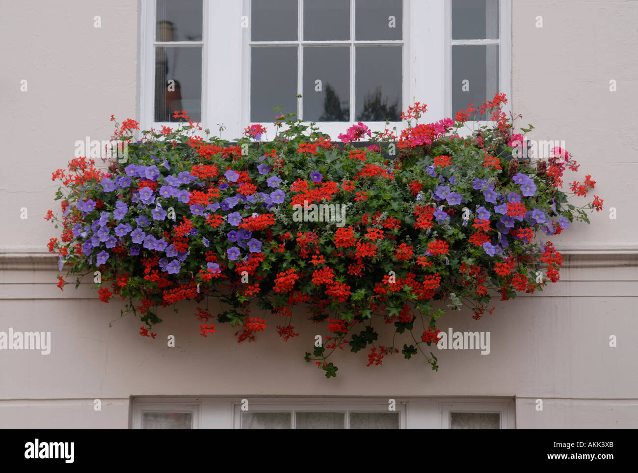 Blumenkasten mit blauen Petunien und Geranien Pantiles Royal Tunbridge