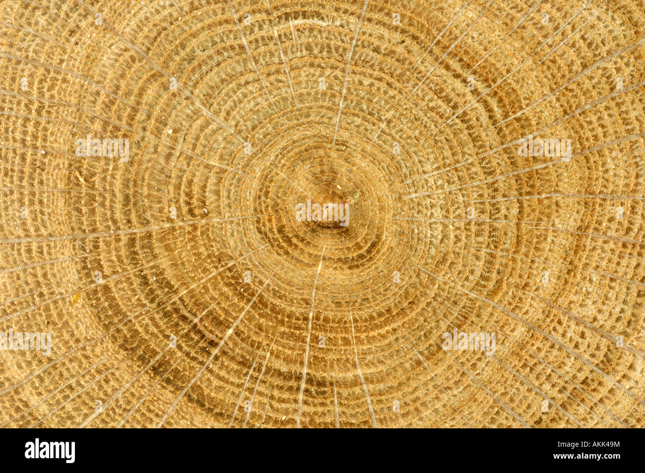 Eiche (Quercus SP.), Schnitt durch einen Stamm zeigt Jahresringe Stockfoto