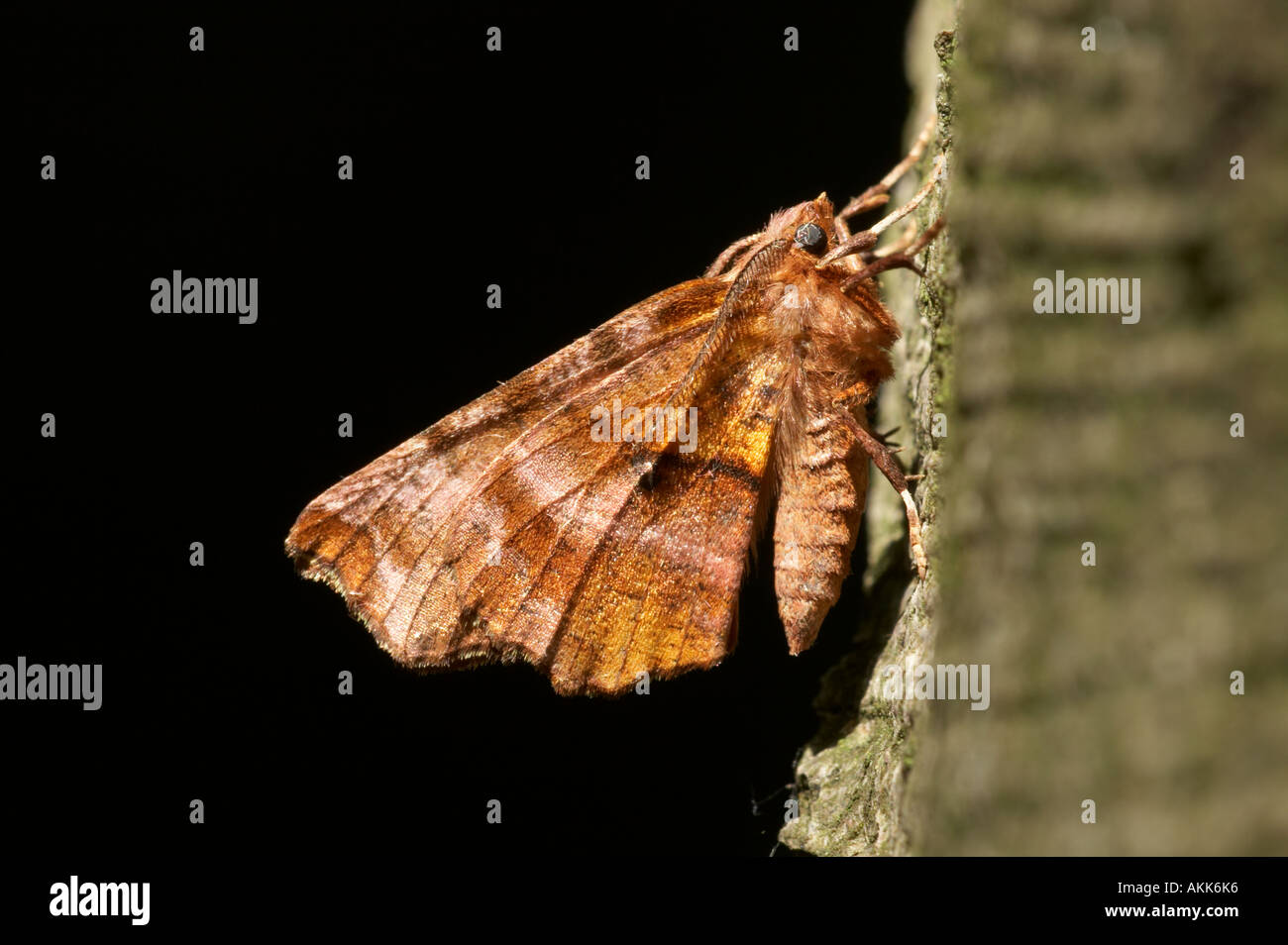 Lila Thorn - Selenia tetralunaria Stockfoto