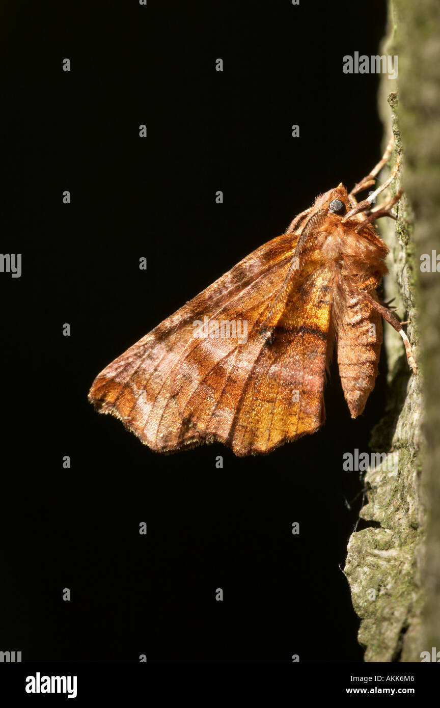 Lila Thorn - Selenia tetralunaria Stockfoto