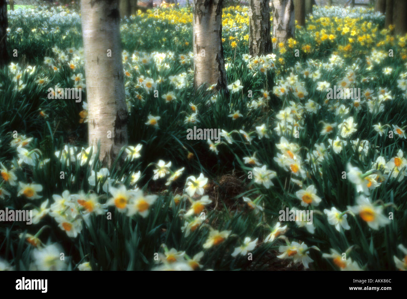 Frühling-Narzissen und Silver Birch bei Swettenham Heide Cheshire Stockfoto