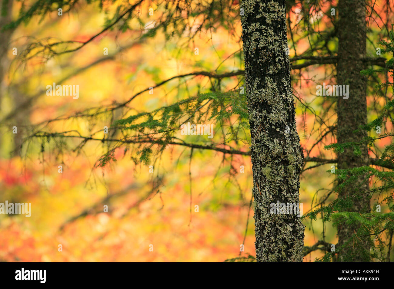 Flechten auf Baumstamm und Fallfarbe McMahon Lake Forest bewahren Ufer Upper Peninsula Stockfoto