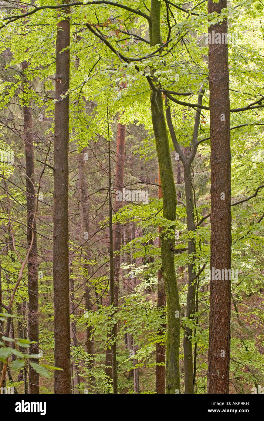 Mischwald am Vomperloch, Tirol, Österreich Stockfoto
