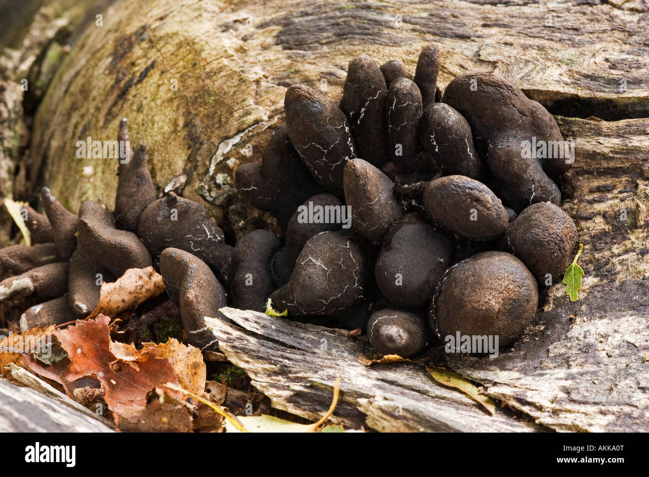 Toter Mann s Finger Xylosphaera Polymorpha Chatsworth Anwesen ...