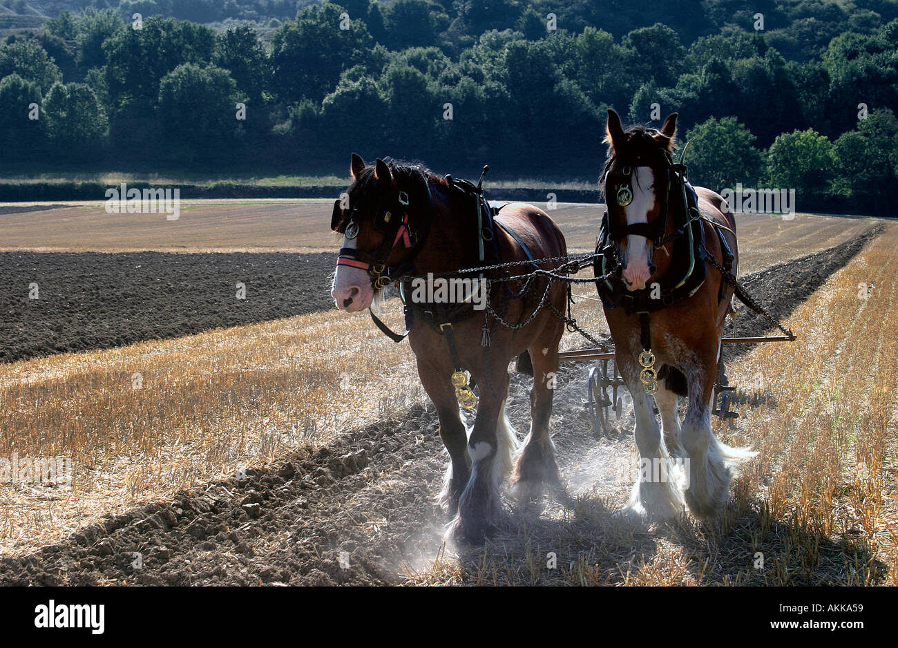 Schwere Pferde Pflügen Sussex UK. Stockfoto