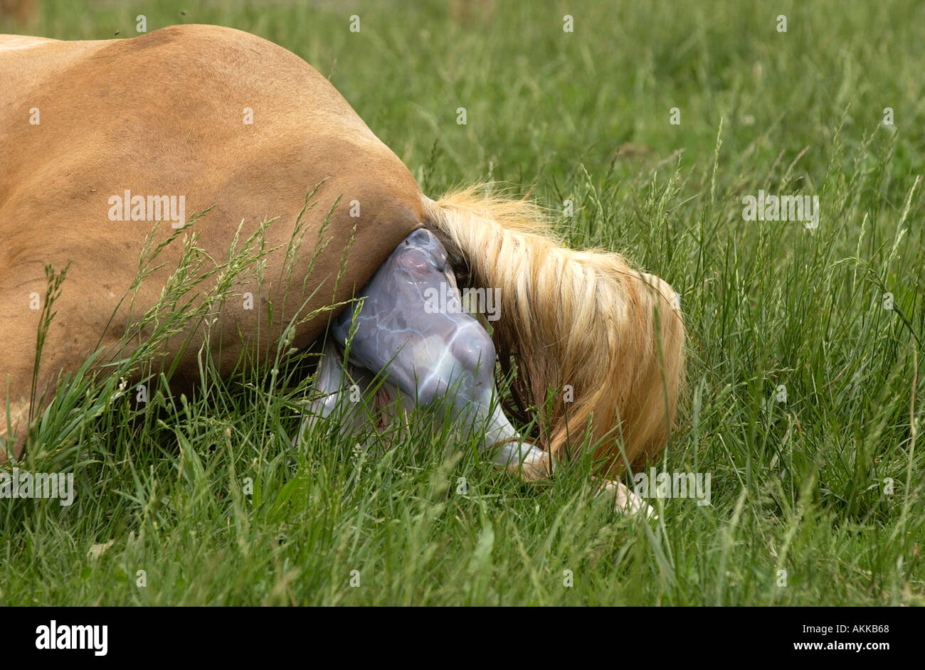 Quarter Horse Stute die Geburt Stockfoto