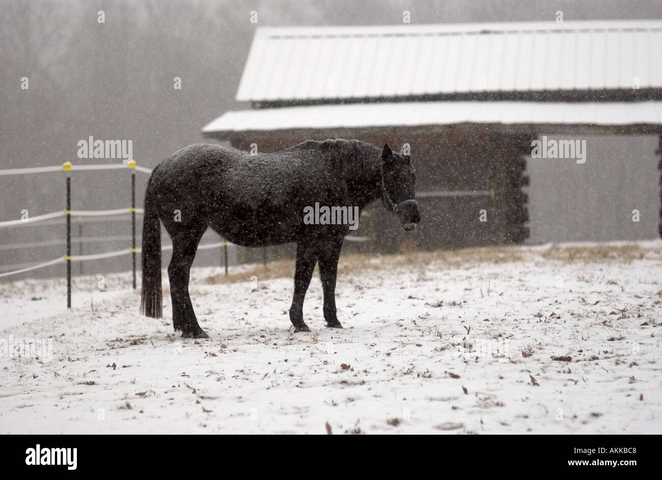 Pferd im Feld während eines Schneesturms Stockfoto