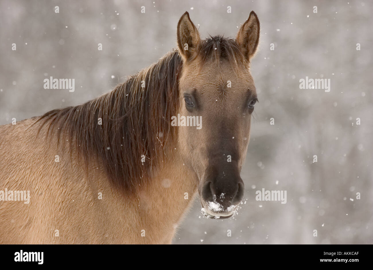 Pferde im Feld während eines Schneesturms Stockfoto