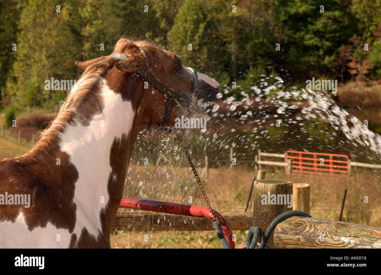 Malen Sie Pferd Hengst immer ein Bad und genießen es nicht sehr Stockfoto