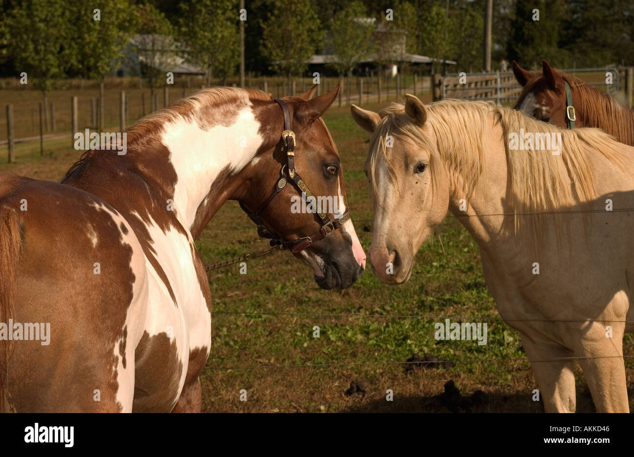 Hengst, die Interaktion mit der Stute über einen Zaun zu malen Stockfoto