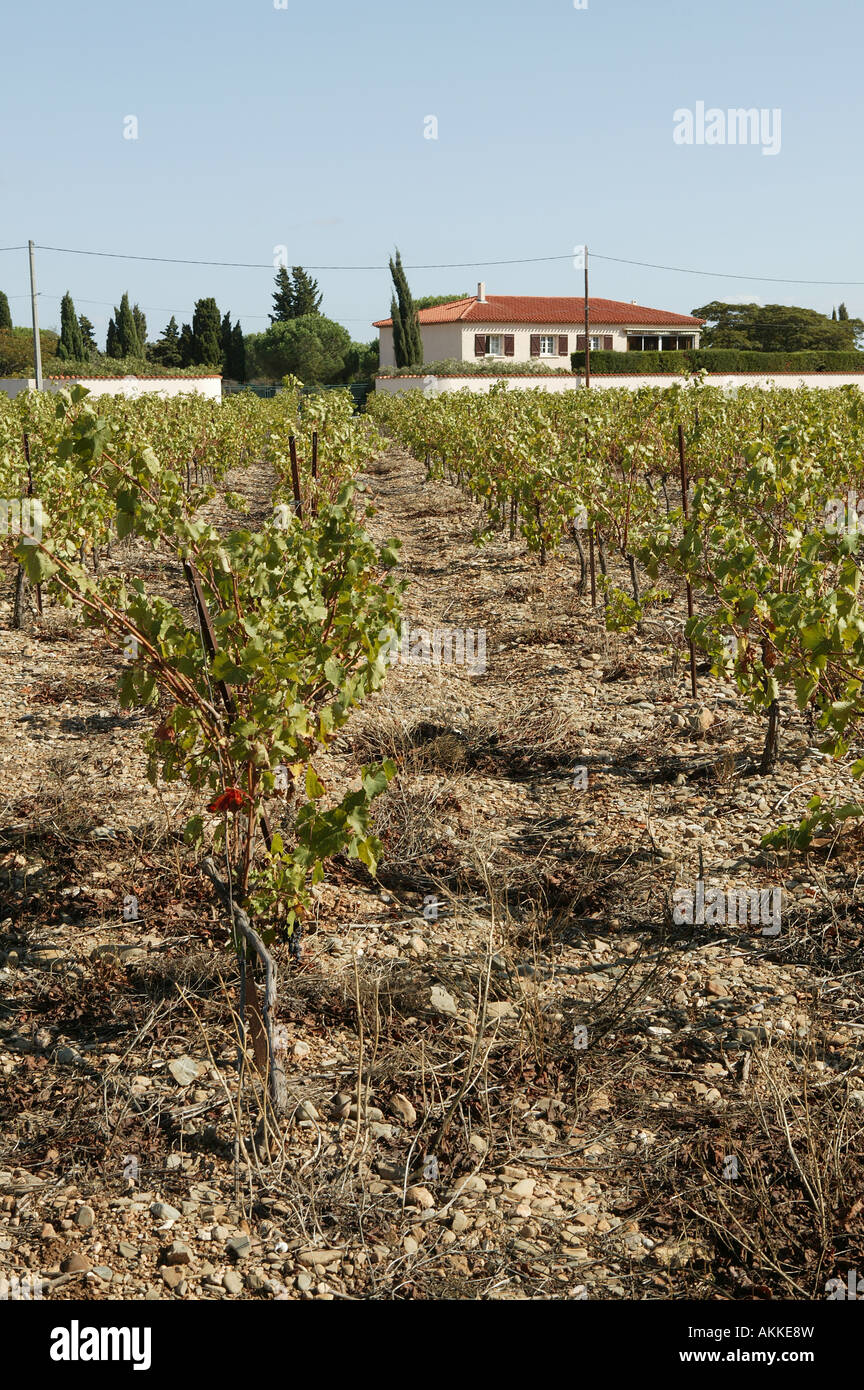 vor kurzem gebacken geerntete Weintrauben in den südlichen Regionen von Frankreich bei Sonnenschein mit großen Bauernhof im Hintergrund Stockfoto