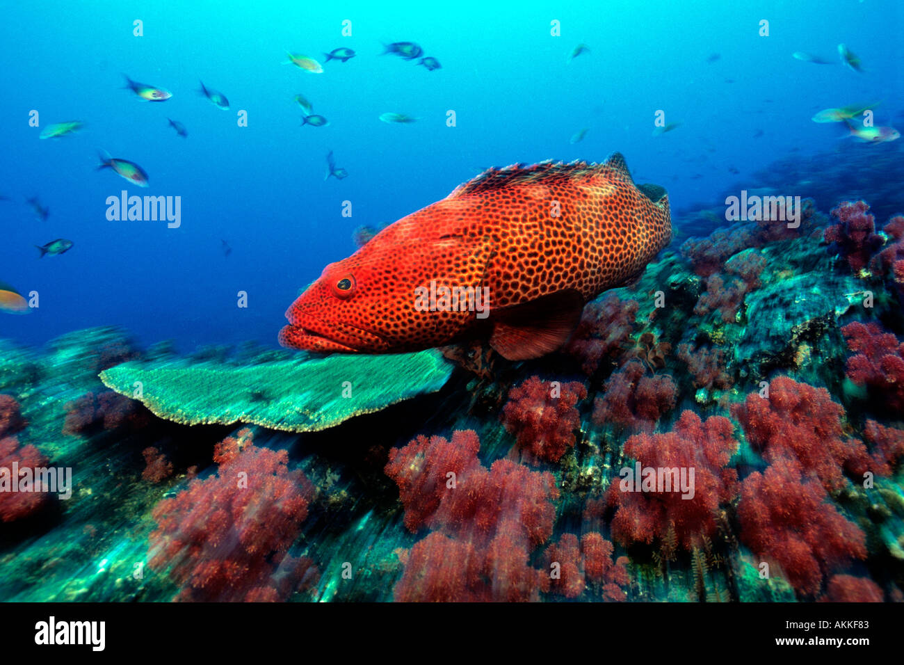 Tiger Zackenbarsch Epinephelus Posteli Indischer Ozean Südafrika Stockfoto