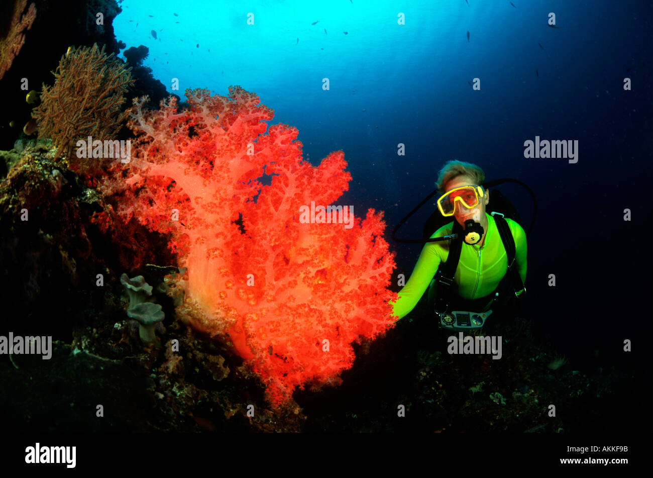 Weibliche Taucher und farbenfrohen Weichkorallen Riff Solomon ist Pazifischer Ozean Stockfoto