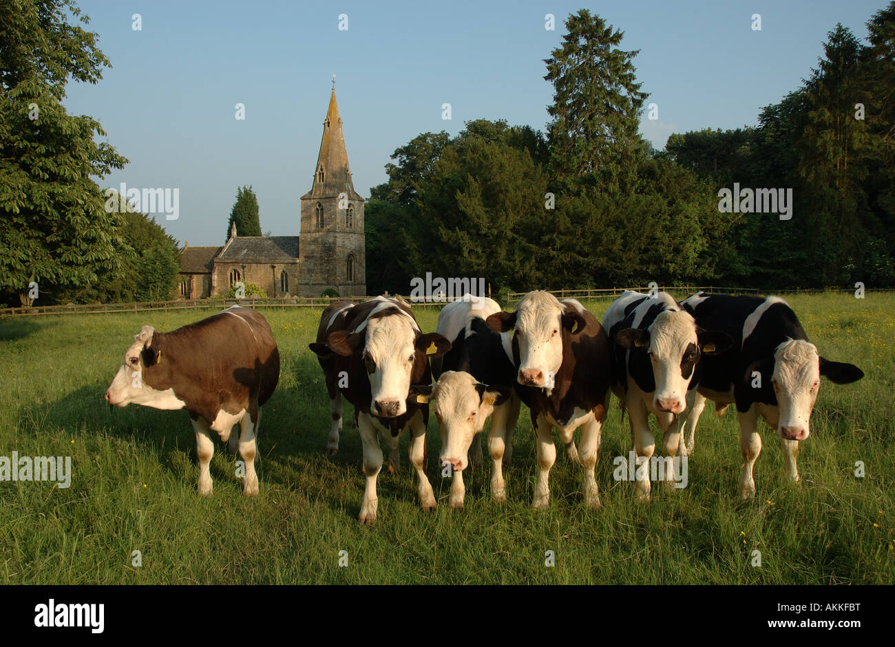 UK, Leicestershire, Gumley, Kühe grasen im Feld vor St Helens Kirche Stockfoto