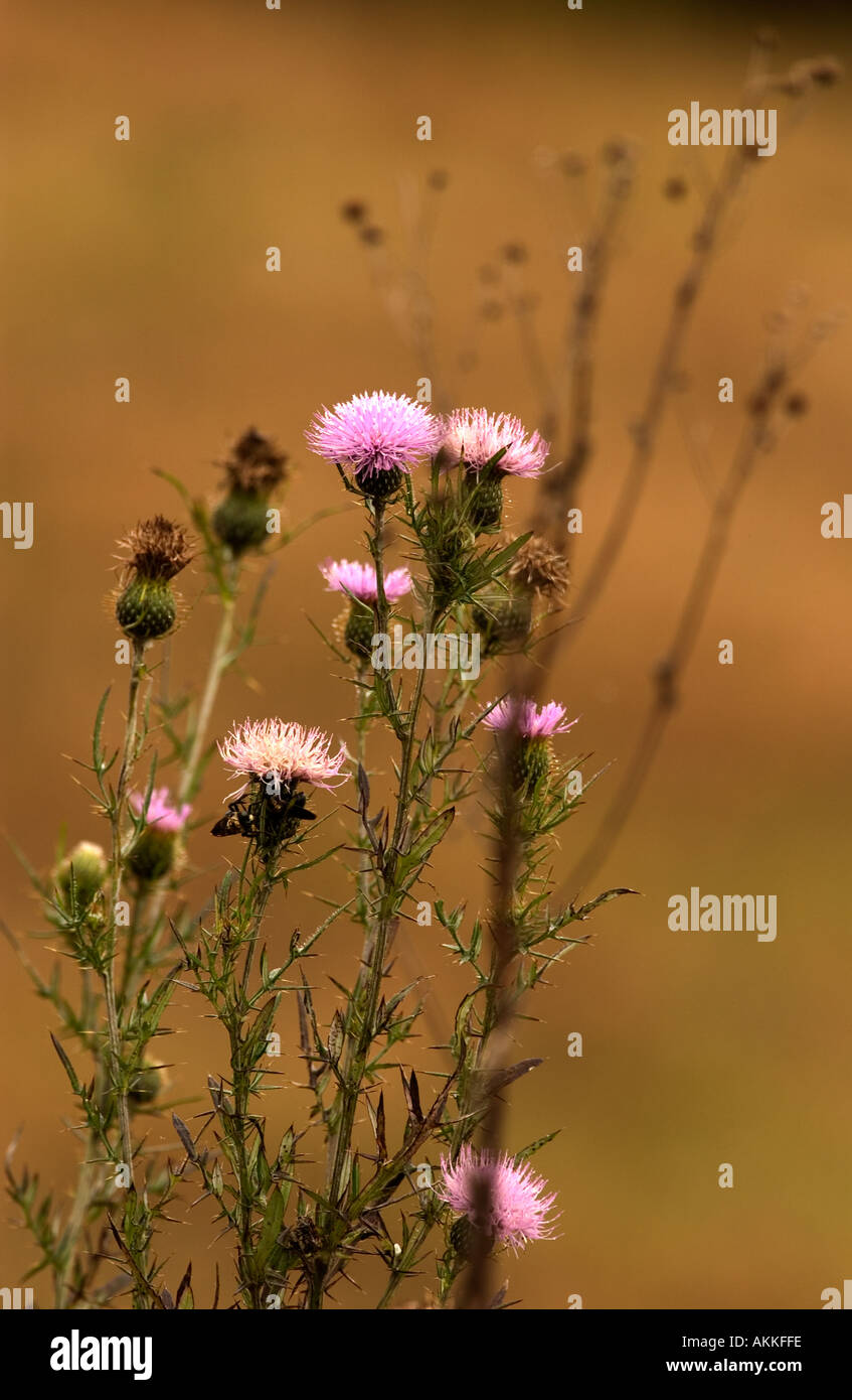 Lila Blüten oder Unkraut mit einem braunen wo Hintergrund der Herbstfarben der Bäume Stockfoto