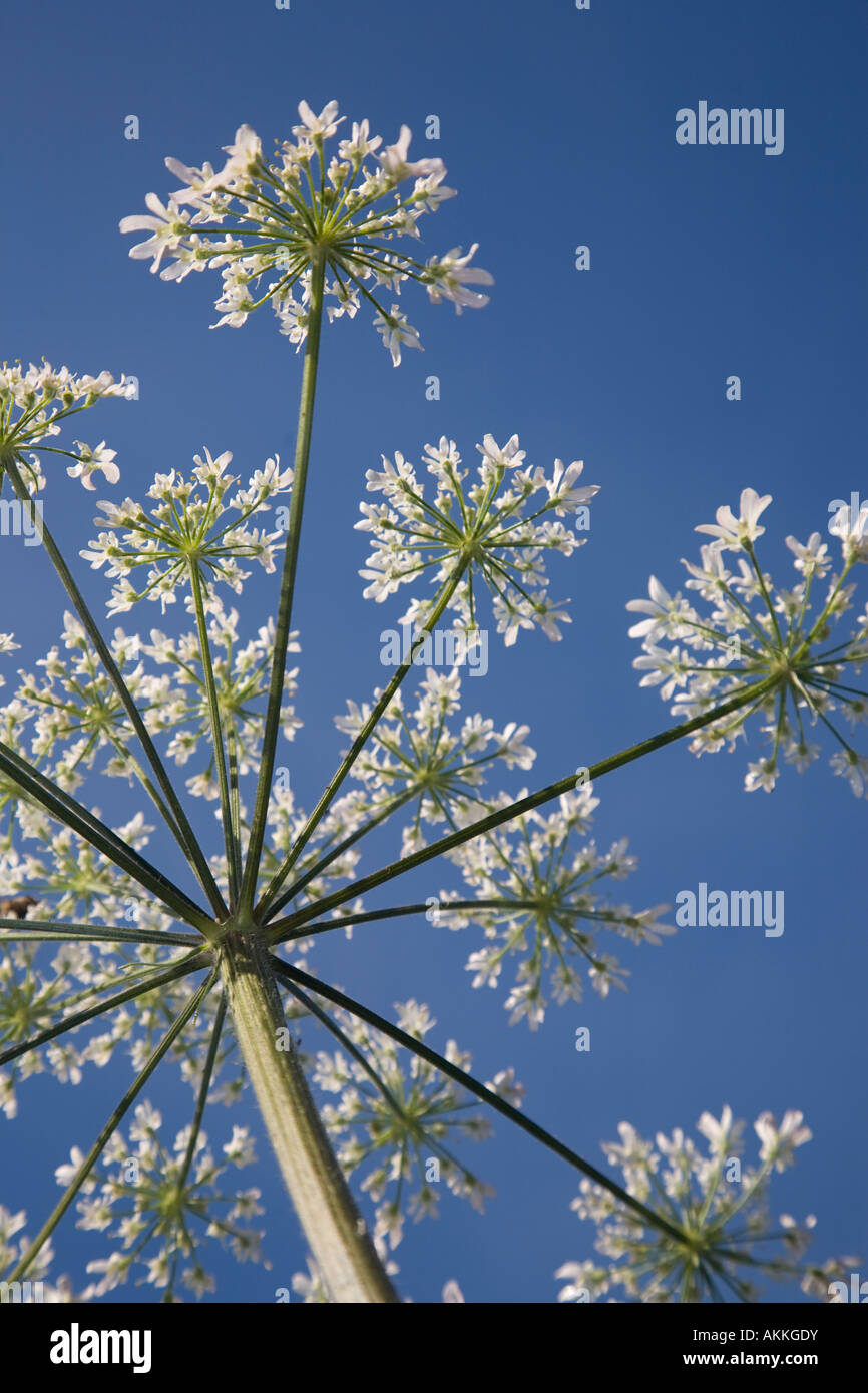 Bärenklau Heracleum Spondylium Peak District Derbyshire Stockfoto